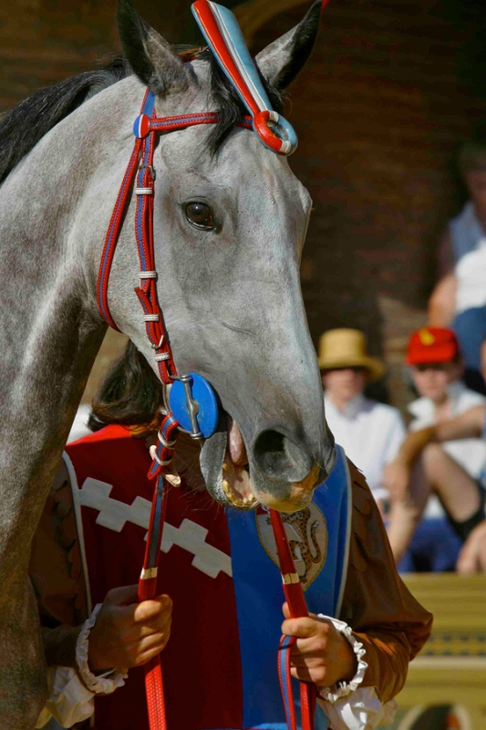 Grey horse detail of head in historical procession Palio Siena