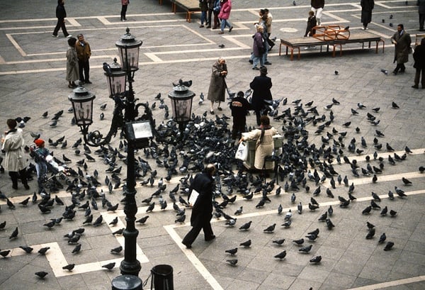 Piazza San Marco pigeons in Venice on a tour of Italy