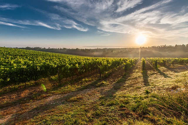 Italy wine country rolling hills on a vacation tour of Italy